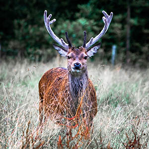 Glen Etive Stag - Spectacular Edinburgh Photography